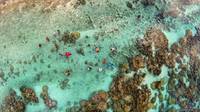 Coral Garden in Tahaa's Lagoon, French Polynesia